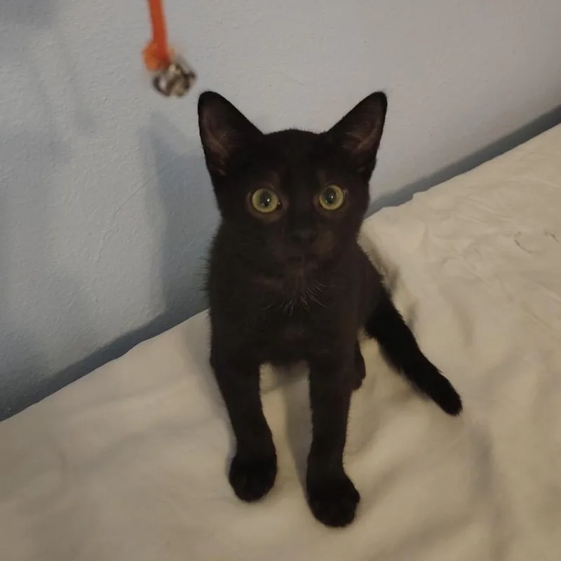 A baby small-sized female Domestic Short Hair cat named Xianna for adoption in North Port, FL