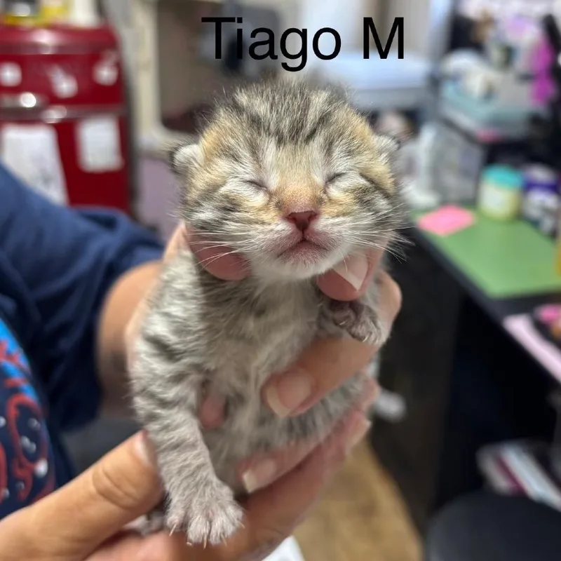 Tiago thumbnail 2
