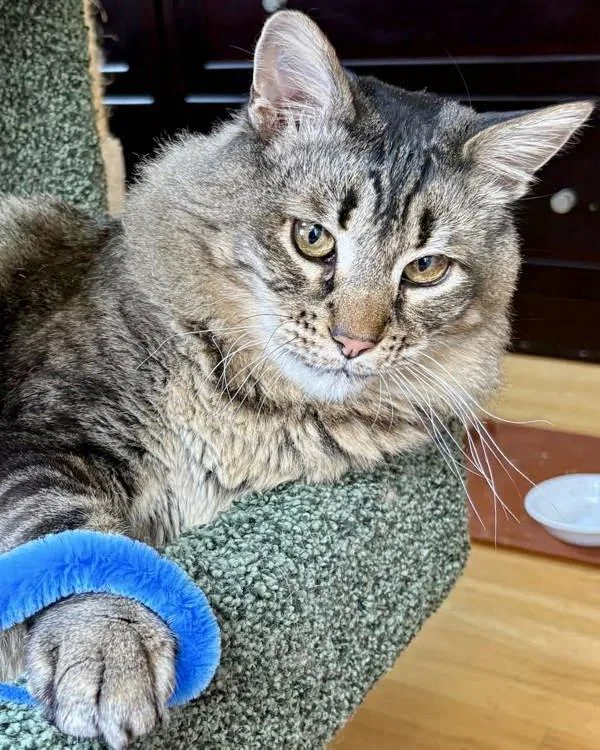 A senior small-sized male Domestic Medium Hair cat named Tiger for adoption in Novato, CA