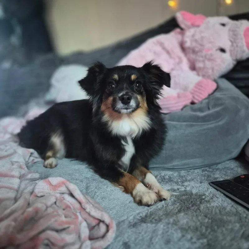 An adult small-sized female Black Australian Shepherd dog named Kate for adoption in Woodstock, IL