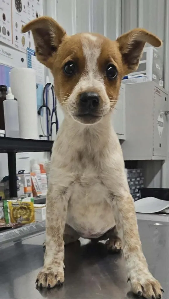 A baby small-sized female Cattle Dog dog named Jill for adoption in Hillsdale, IN