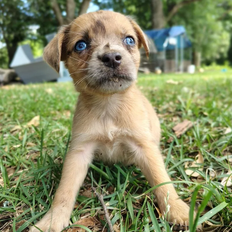 A baby small-sized female Yellow / Tan / Blond / Fawn Mixed Breed dog named Isla for adoption in Ferndale, MI