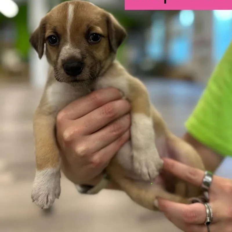 A baby medium-sized female Yellow / Tan / Blond / Fawn Cattle Dog named Blondie for adoption in Tampa, FL