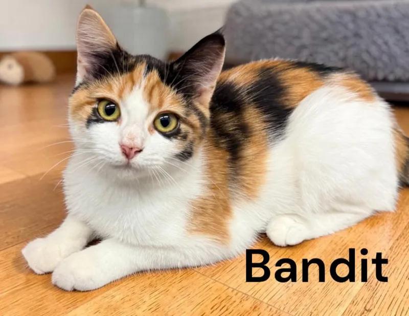 A baby medium-sized female Calico cat named Bandit for adoption in Weems, VA