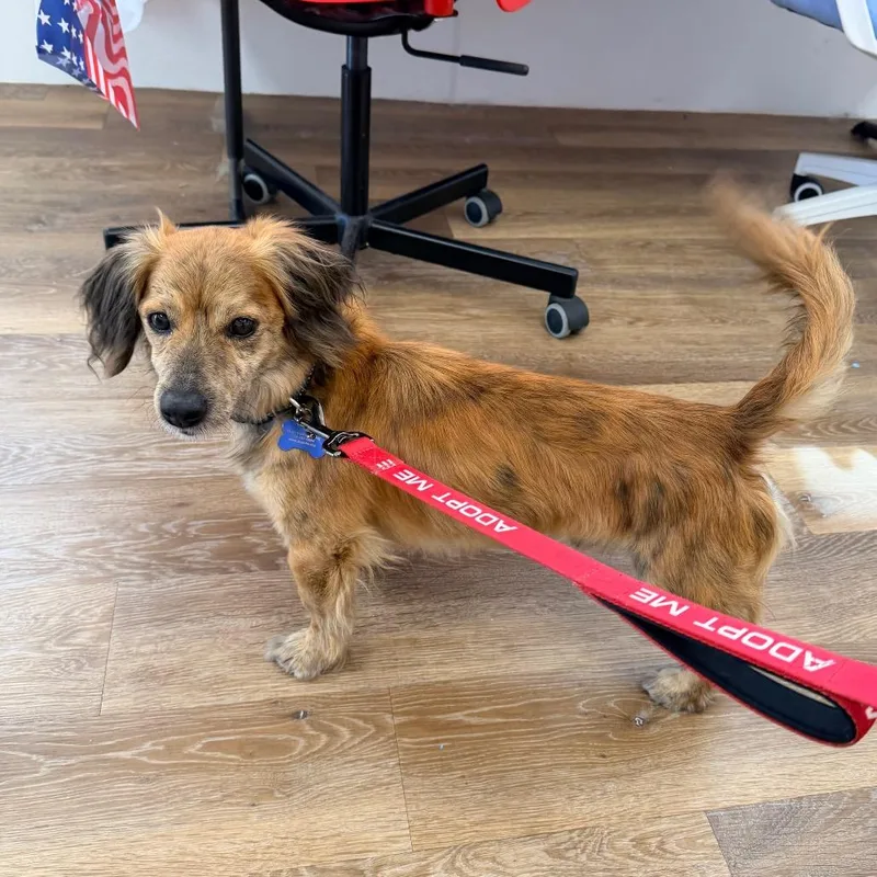 An adult small-sized male Brown / Chocolate Dachshund (Long Haired) dog named Whiskey for adoption in Saint John, IN