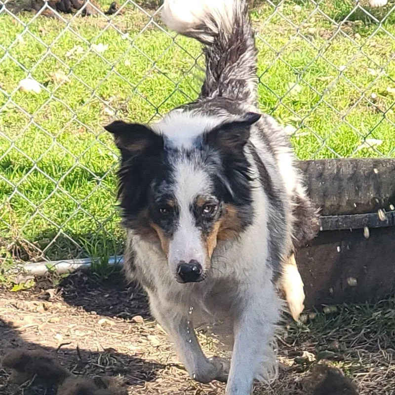 An adult medium-sized female Merle (Blue) Australian Shepherd dog named Costa for adoption in Richland Center, WI