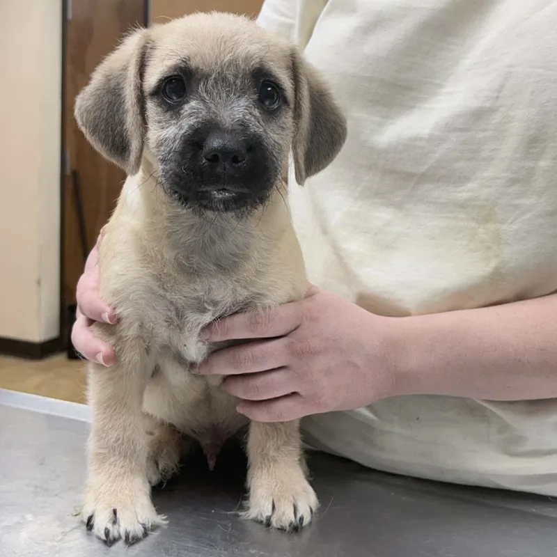 A baby small-sized male Terrier dog named Jed for adoption in Tyler, TX
