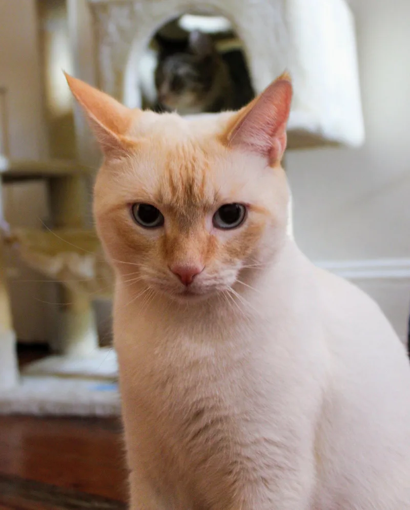 Marshmallow thumbnail 3