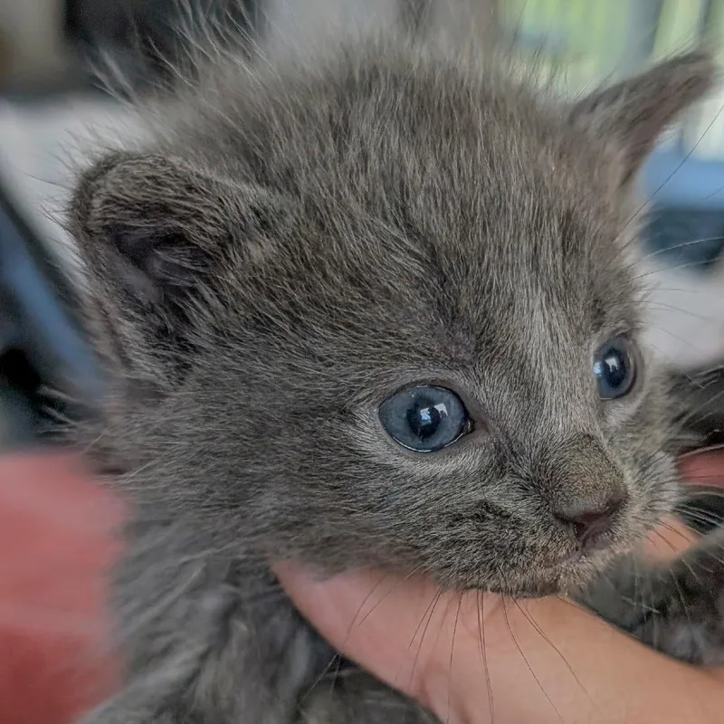 A baby small-sized male Gray / Blue / Silver Domestic Short Hair cat named Cotton candy for adoption in Chapel Hill, NC