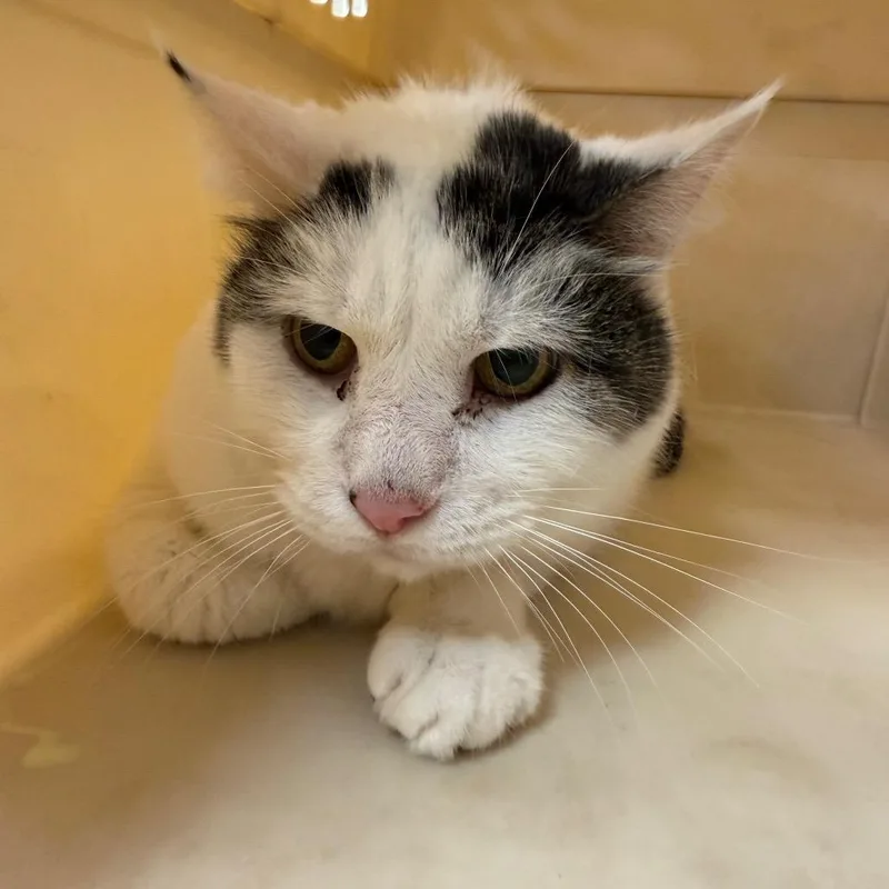 A senior medium-sized male White Domestic Medium Hair cat named Peewee for adoption in Perkiomenville, PA