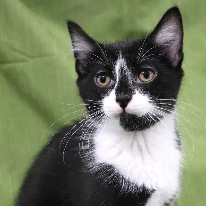 A baby small-sized female Black Domestic Short Hair cat named Sal C for adoption in Princeton, MN