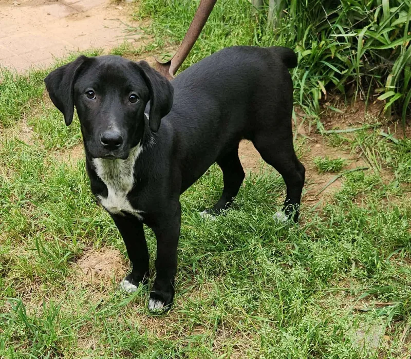 A young medium-sized female Labrador Retriever dog named Molly for adoption in Bradenton, FL