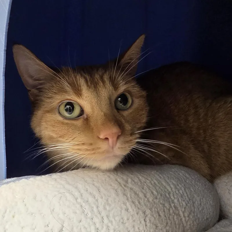 A senior medium-sized male Orange / Red Domestic Short Hair cat named Gus for adoption in Oshkosh, WI