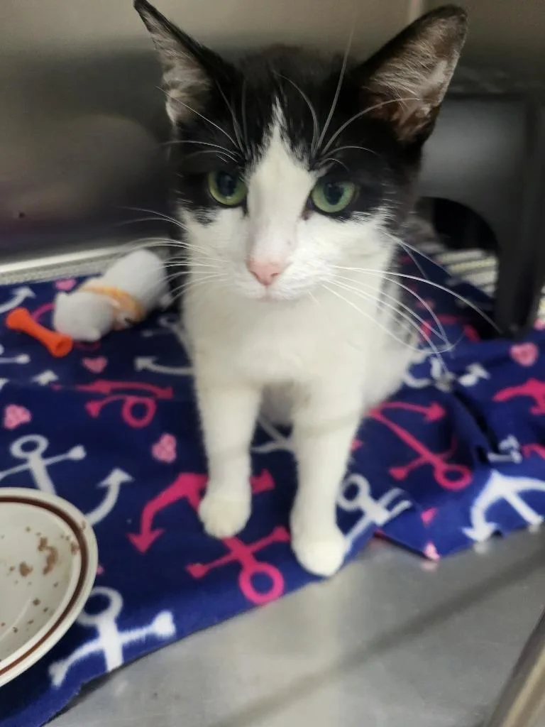 A young medium-sized female Domestic Short Hair cat named Magpie for adoption in Medford, WI