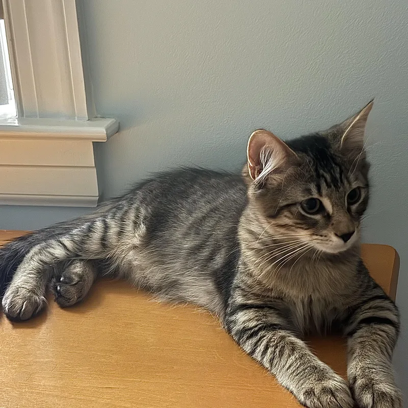A baby small-sized male Tabby (Buff / Tan / Fawn) Domestic Medium Hair cat named Baskerville for adoption in Richmond, VA