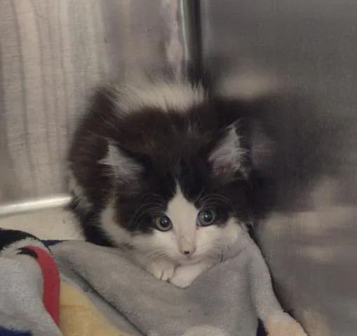 A baby small-sized male Domestic Short Hair cat named Froggie for adoption in Decatur, IL