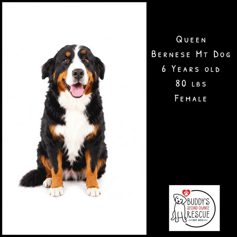 An adult large-sized female Tricolor (Brown, Black, & White) Bernese Mountain Dog dog named Queen for adoption in Amherst, NY