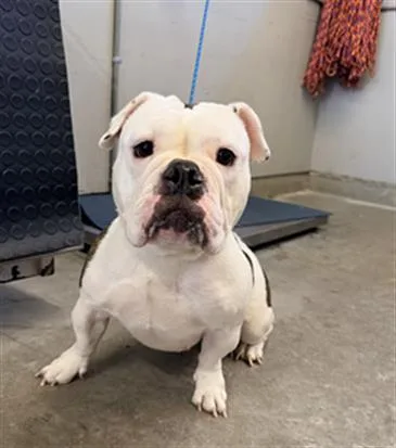 A young medium-sized female American Bulldog dog named Elizabeth for adoption in Camarillo, CA