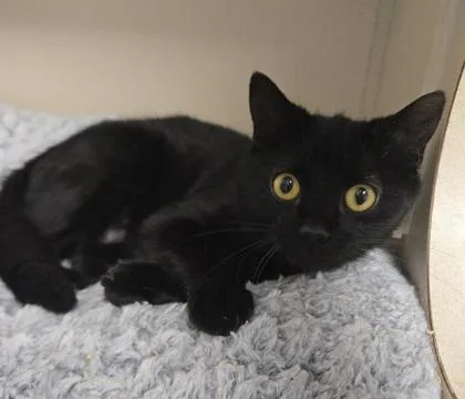 An adult medium-sized female Domestic Short Hair cat named Trombone for adoption in East Brookfield, MA
