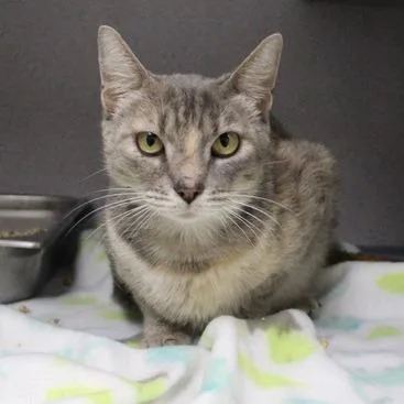 A young medium-sized female Brown / Chocolate Domestic Short Hair cat named Harlee for adoption in Birmingham, AL