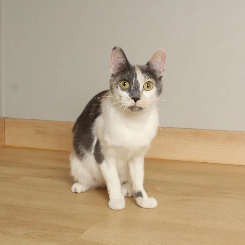 Fanceroni C thumbnail 2