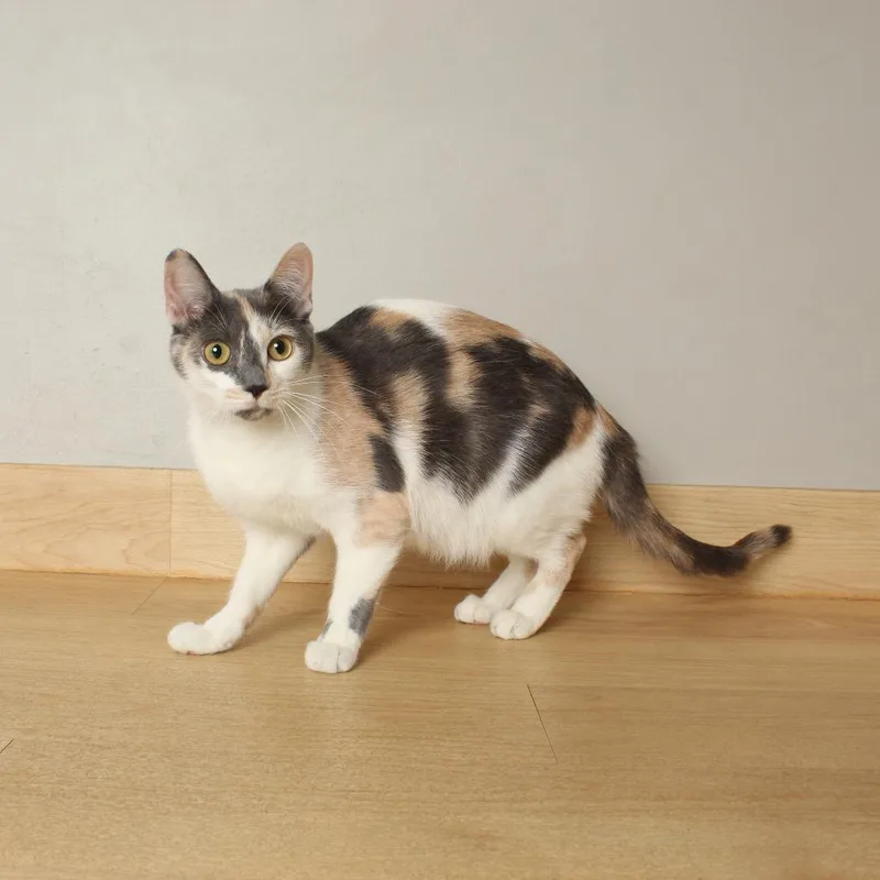 Fanceroni C thumbnail 4