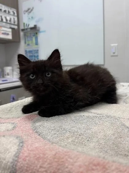 A baby small-sized male Black Domestic Medium Hair cat named Ash Lee for adoption in Kansas City, MO