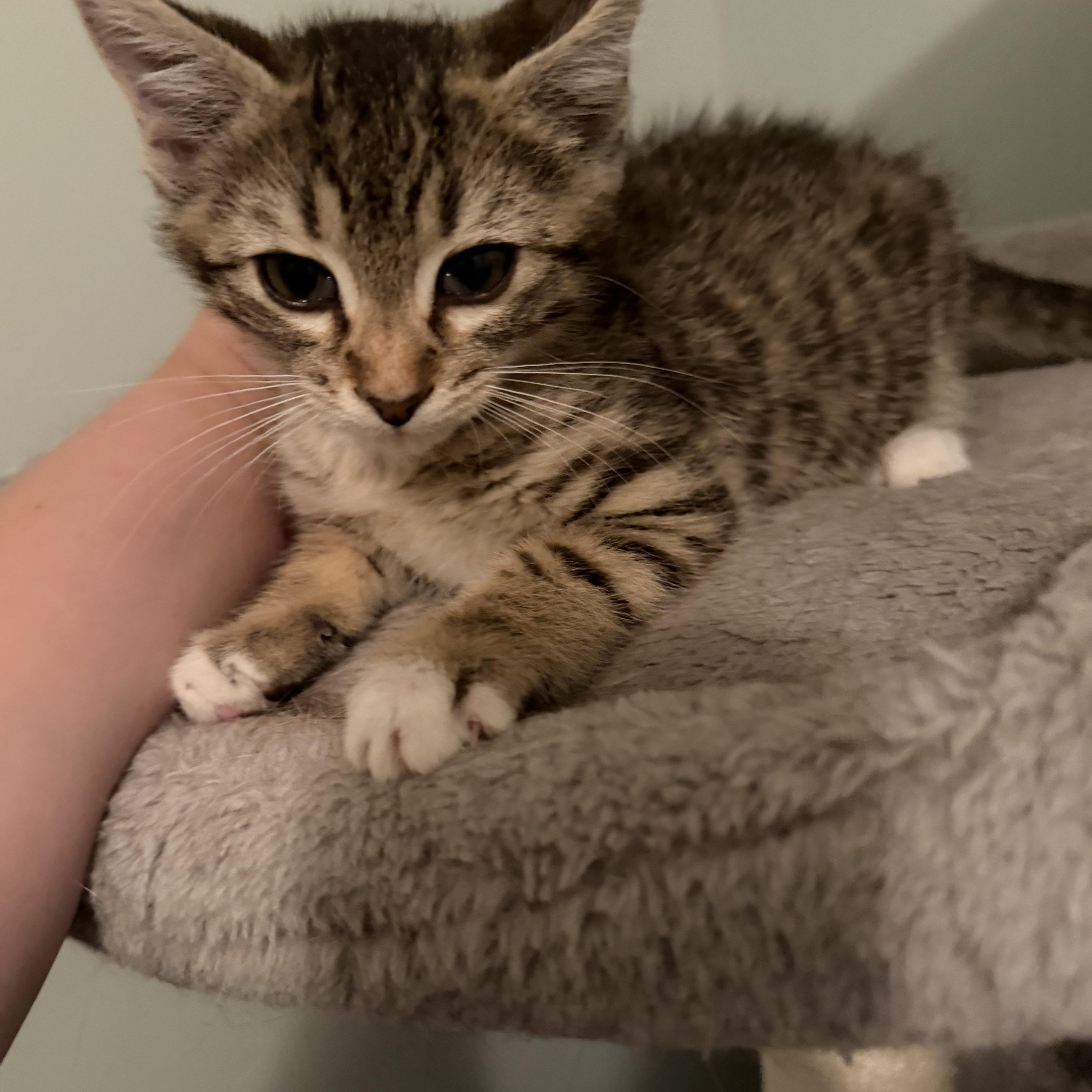 A baby medium-sized male Tabby (Gray / Blue / Silver) Domestic Medium Hair cat named Goober for adoption in Greensboro, GA