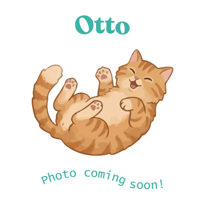 A baby medium-sized male Tabby (Orange / Red) American Shorthair cat named Otto for adoption in Houston, TX
