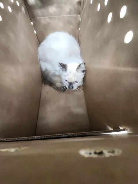 A young medium-sized female Domestic Short Hair cat named 1-15 for adoption in San Antonio, TX