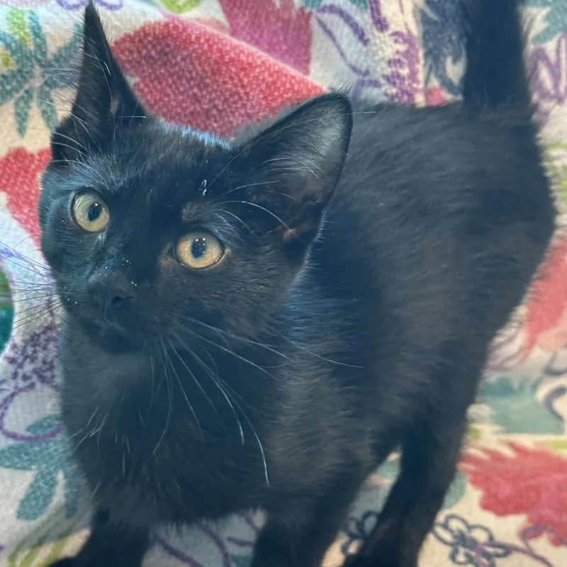 A baby small-sized male Black Domestic Short Hair cat named Country Apple for adoption in Matteson, IL