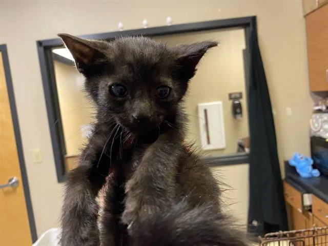 A baby small-sized male Domestic Short Hair cat named Kiwi for adoption in Modesto, CA