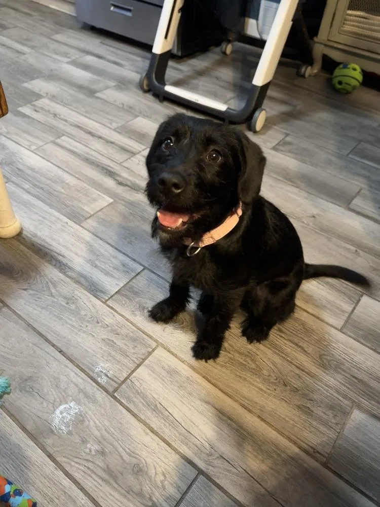 A baby medium-sized female Black Terrier dog named Teagan for adoption in Lincoln Park, MI
