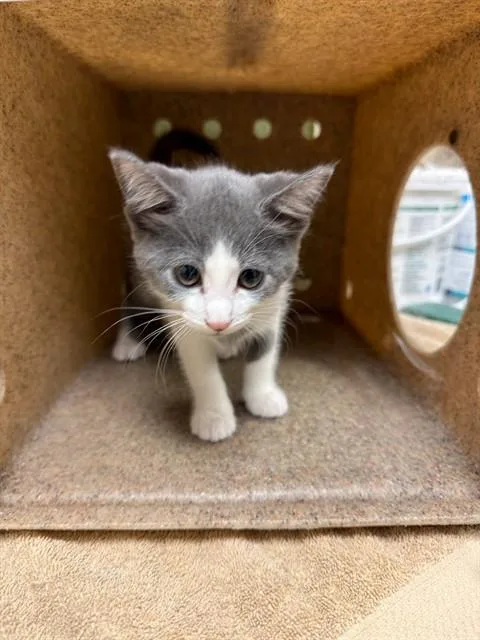 A baby small-sized female Domestic Short Hair cat named Muffin for adoption in Riverside, CA