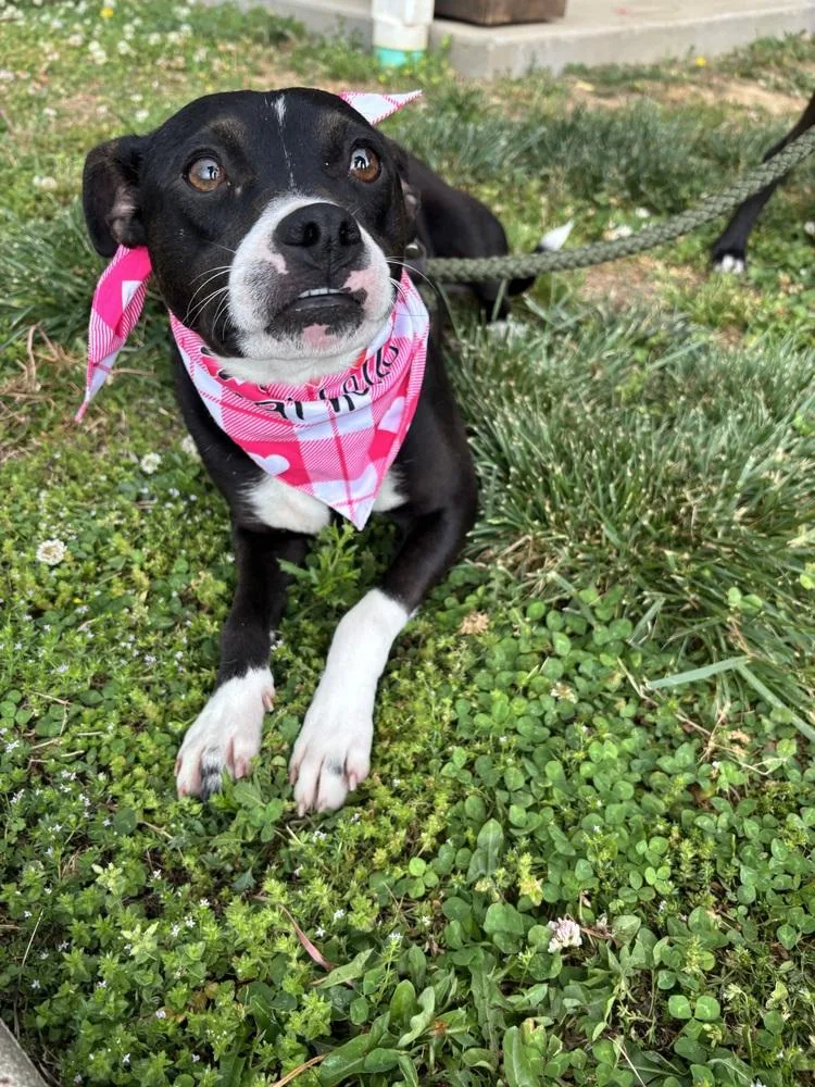Gidget thumbnail 2