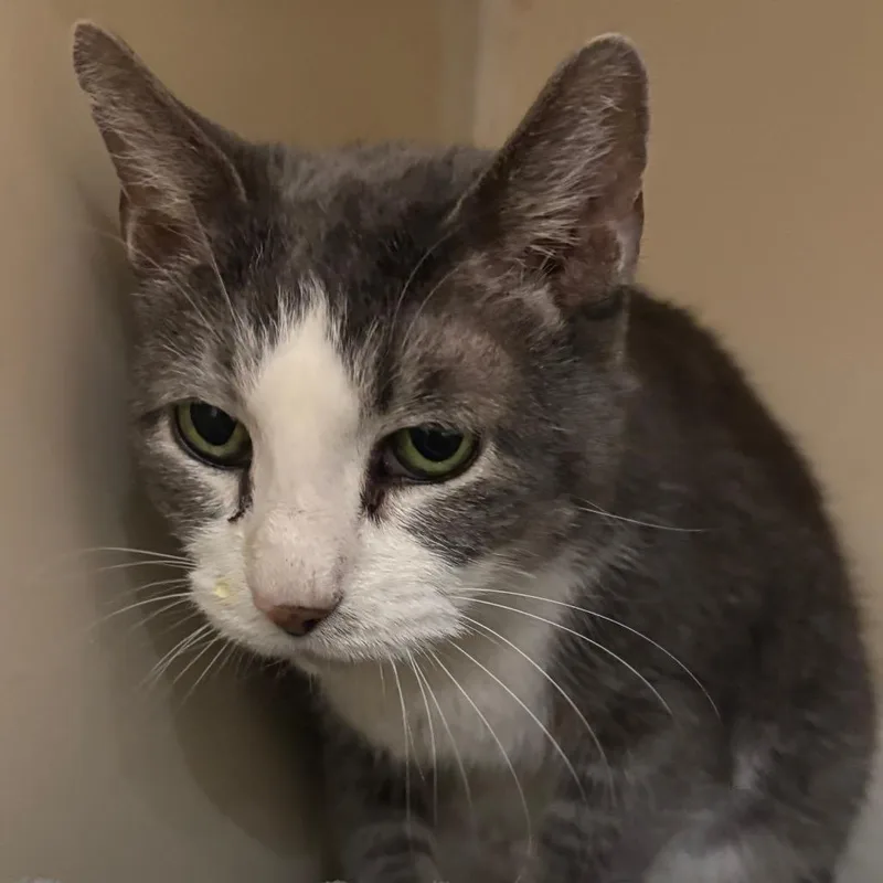 A senior medium-sized female Gray / Blue / Silver Domestic Short Hair cat named Sadie for adoption in Yuma, AZ