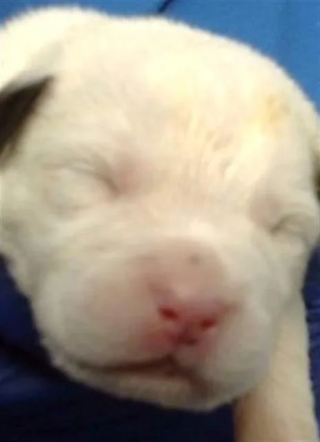 A baby medium-sized male Mixed Breed dog named Ray for adoption in Dallas, TX
