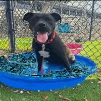 An adult medium-sized female Black Mixed Breed dog named Jenny From The Block for adoption in Jacksonville, FL