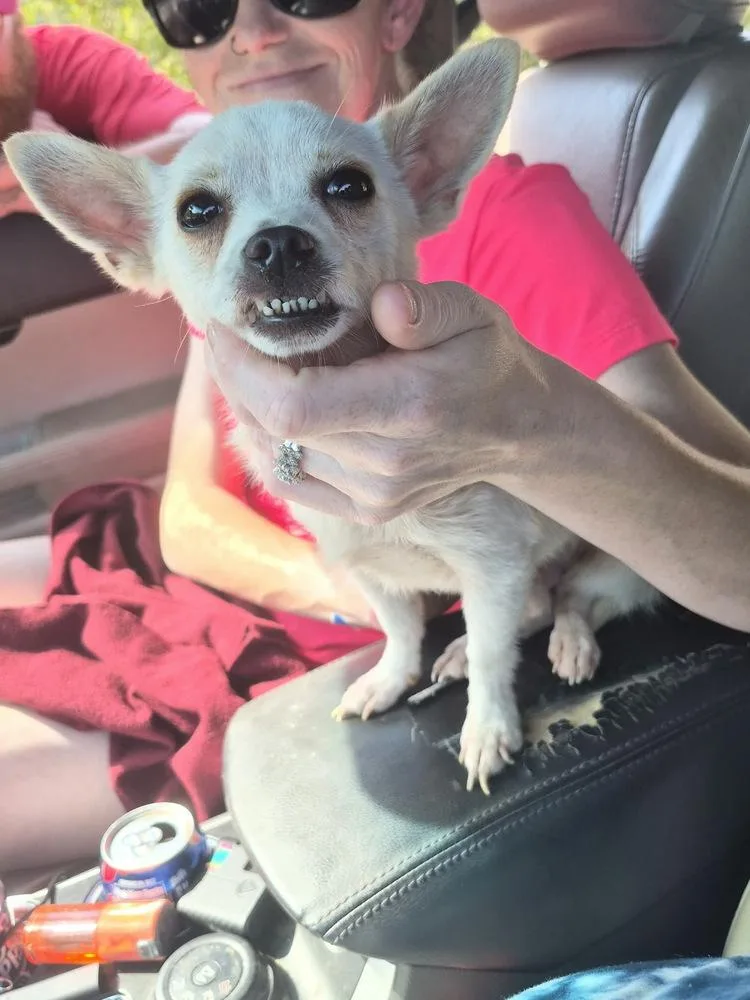 An adult small-sized male Chihuahua dog named Hugo for adoption in Columbus, OH