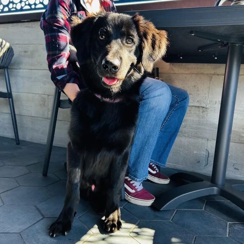 A baby medium-sized male Flat-Coated Retriever dog named Bruce for adoption in Las Vegas, NV