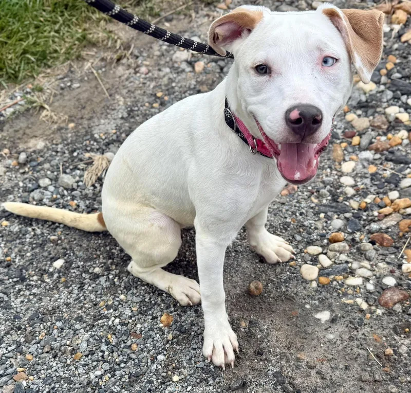 A young medium-sized female Pit Bull Terrier dog named Kylie for adoption in Sparta, NC