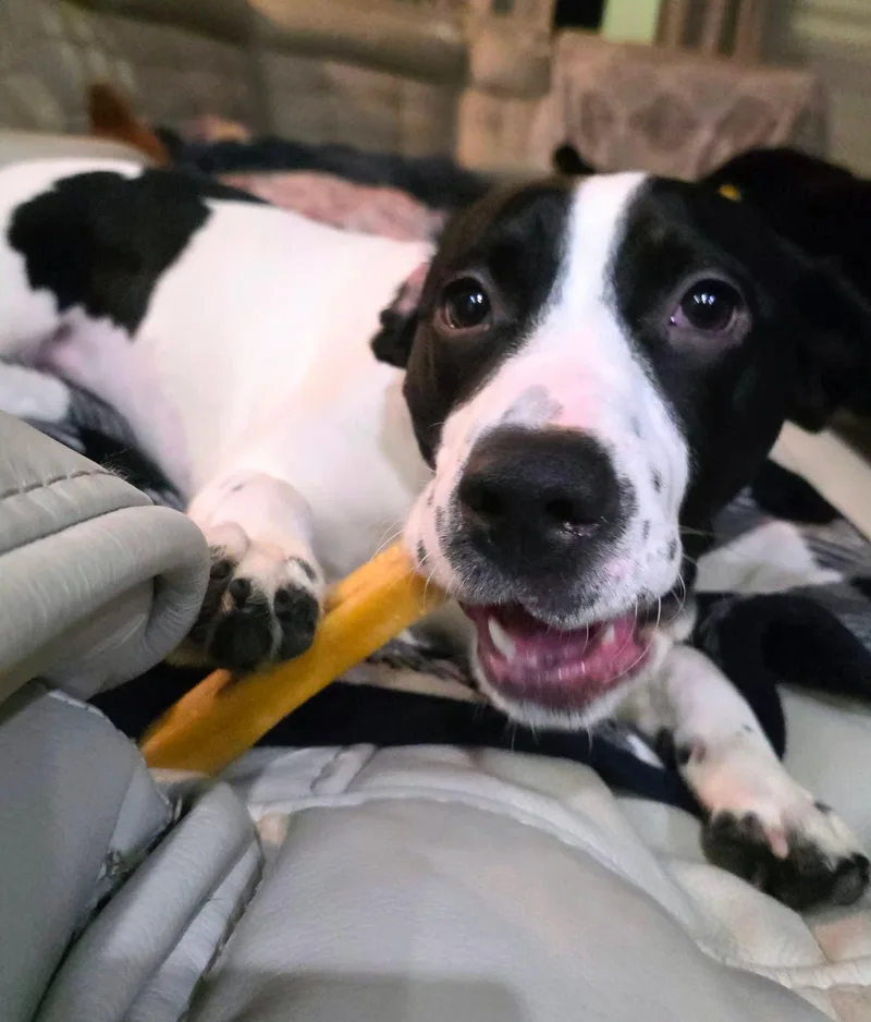 A baby medium-sized female Pointer dog named Baby for adoption in Melbourne , FL