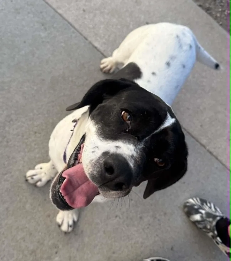 An adult medium-sized female Hound dog named Rain for adoption in Groton, CT