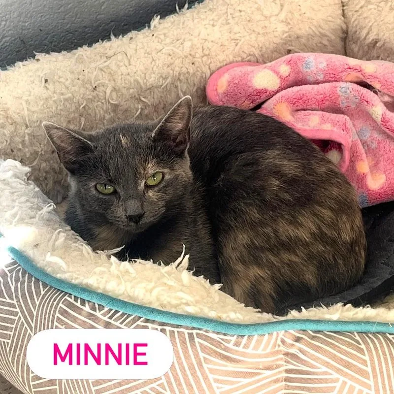 An adult medium-sized female Tortoiseshell Domestic Short Hair cat named Minnie for adoption in Pegram, TN