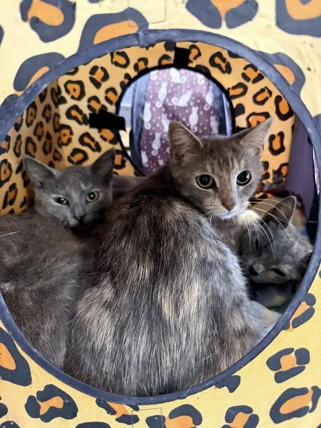 Minnie thumbnail 2