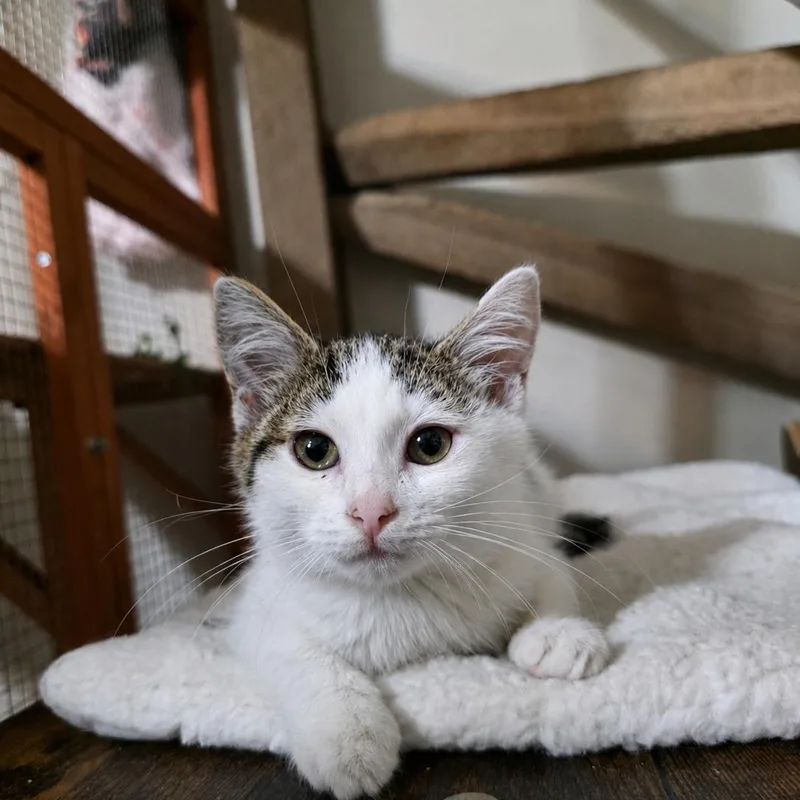 A baby medium-sized female Tabby (Brown / Chocolate) Domestic Short Hair cat named Moth for adoption in Moriches, NY