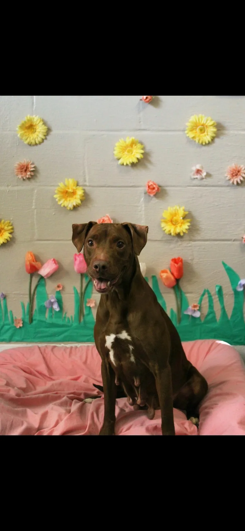 An adult medium-sized female Bicolor Chocolate Labrador Retriever dog named Shelby for adoption in Berea, KY