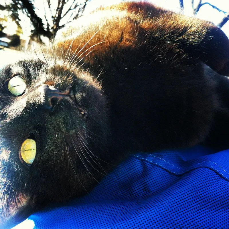 An adult medium-sized female Black Domestic Short Hair cat named Rita for adoption in Wheaton, IL