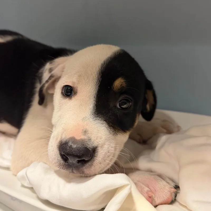 A baby small-sized female Yellow / Tan / Blond / Fawn Mixed Breed dog named Pomelo for adoption in Chattanooga, TN