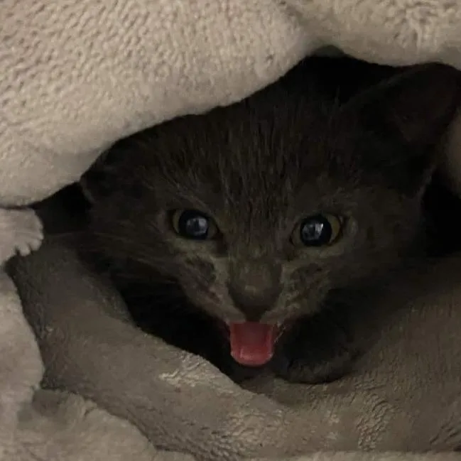A baby small-sized male Gray / Blue / Silver Domestic Short Hair cat named Slingshot for adoption in Gloucester, VA
